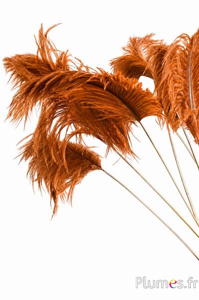 Panicule struisvogel gouden schacht - 30-40 cm - aztekengoud